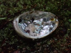 Haliotis kamtschatkana