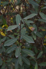 Salix triandra