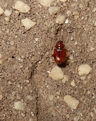 Neocrepidodera