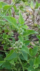 Solanum physalifolium