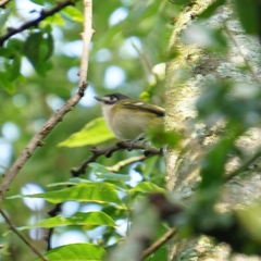 Vireo atricapilla