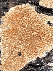 Steccherinum