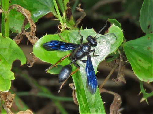 Brown-legged Grass-carrier