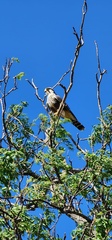 Falco femoralis