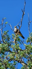 Falco femoralis