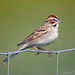 Lark Sparrows - Photo (c) Channel City Camera Club, some rights reserved (CC BY)