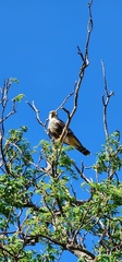 Falco femoralis