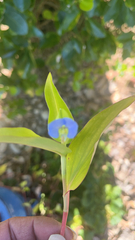 Commelina diffusa
