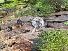 Mycena leptocephala