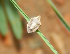 Aeliomorpha