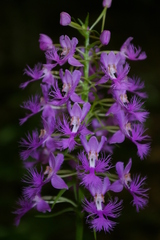 Platanthera shriveri