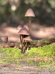 Mycena leptocephala