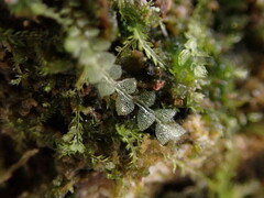 Calypogeia