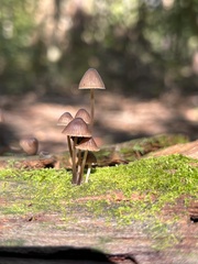 Mycena leptocephala