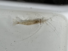 Palaemon macrodactylus