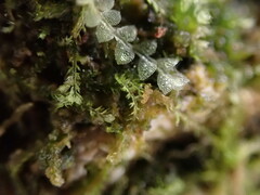 Cephalozia bicuspidata