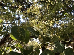 Pseudosmodingium perniciosum