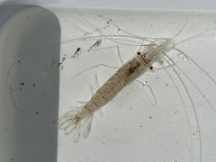 Palaemon macrodactylus