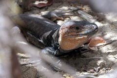 Gallotia stehlini
