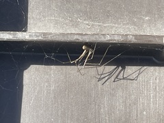 Pholcus opilionoides