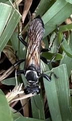 Sphex habenus
