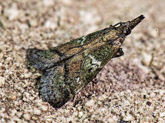 Cacotherapia flexilinealis