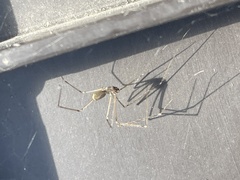 Pholcus opilionoides