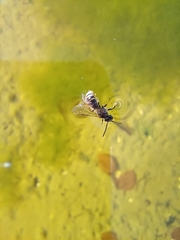 Lasioglossum marginatum