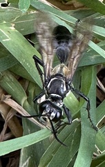 Sphex habenus