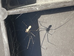 Pholcus opilionoides