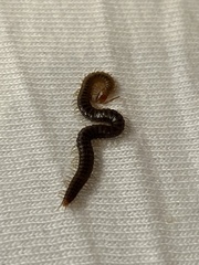 Geophilidae