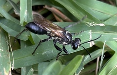 Sphex habenus