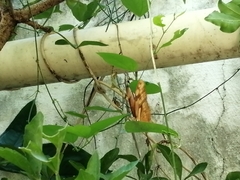 Dryas iulia moderata