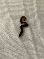 Geophilidae