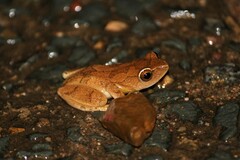 Hyperolius tuberilinguis