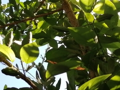 Dryas iulia moderata
