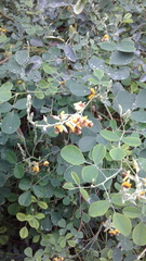 Goodia medicaginea
