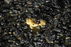 Hyperolius tuberilinguis