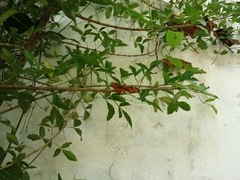 Dryas iulia moderata