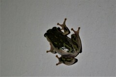 Hyperolius marmoratus