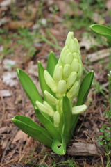 Hyacinthus