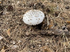Saproamanita vittadinii