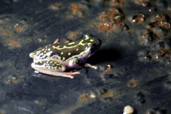 Hyperolius marmoratus