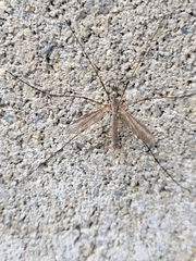 Tipula oleracea