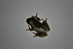 Hyperolius marmoratus