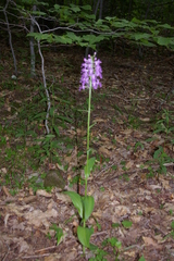 Platanthera shriveri
