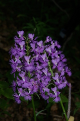 Platanthera shriveri