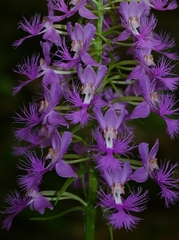 Platanthera shriveri