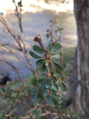 Berberis microphylla