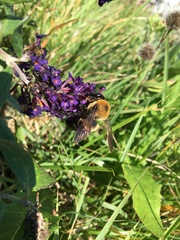 Xylocopa virginica